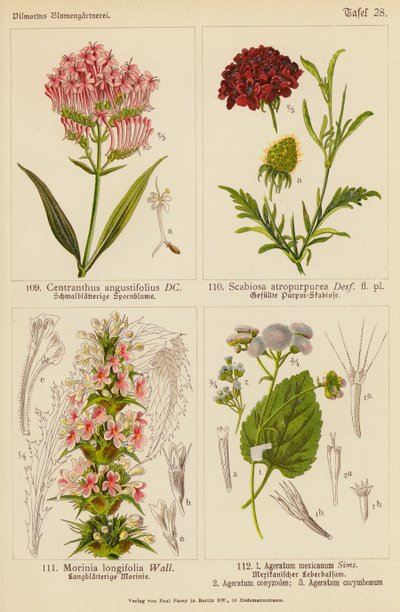 Centranthus Angustifolius, Scabiosa Atropurpurea, Morinia Longifolia, Ageratum Mexicanum, Ageratum Conyzodes, Ageratum Corymbosum (färglitografi) av (after) German School