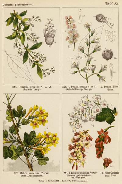 Deutzia Gracilis, Deutzia Crenata, Deutzia Sieboldiana, Ribes Aureum, Ribes Sanguineum, Ribes Gordonianum (färglitografi) av (after) German School
