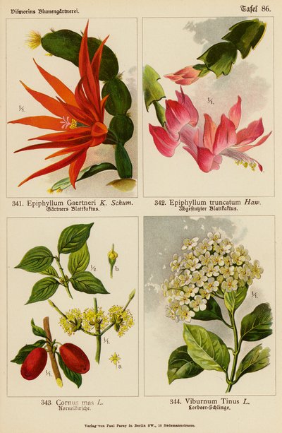 Epiphyllum Gaertneri, Epiphyllum Truncatum, Cornus Mas, Viburnum Tinus (färglitografi) av (after) German School