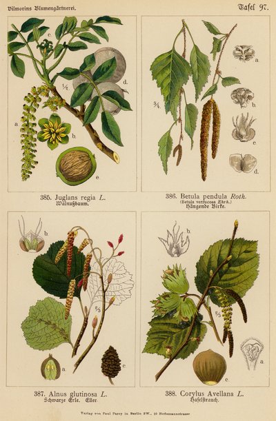 Juglans Regia, Betula Pendula, Alnus Glutinosa, Corylus Avellana (färglitografi) av (after) German School