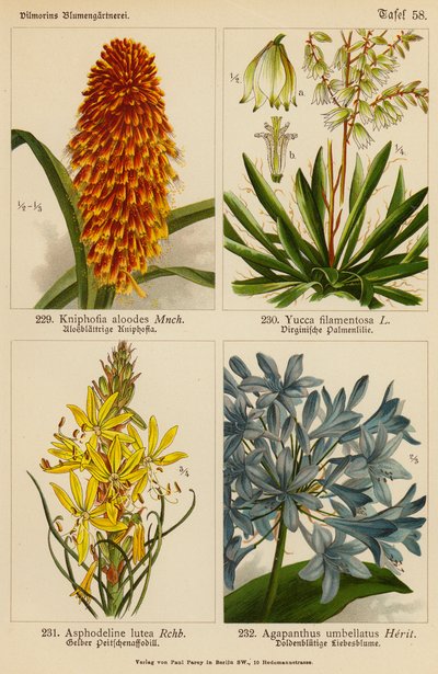 Kniphofia Aloodes, Yucca Filamentosa, Asphodeline Lutea, Agapanthus Umbellatus (färglitografi) av (after) German School