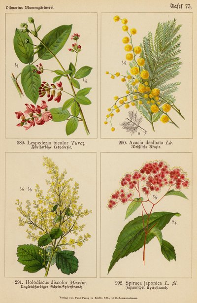 Lespedezia Bicolor, Acacia Dealbata, Holodiscus Discolor, Spiraea Japonica (färglitografi) av (after) German School