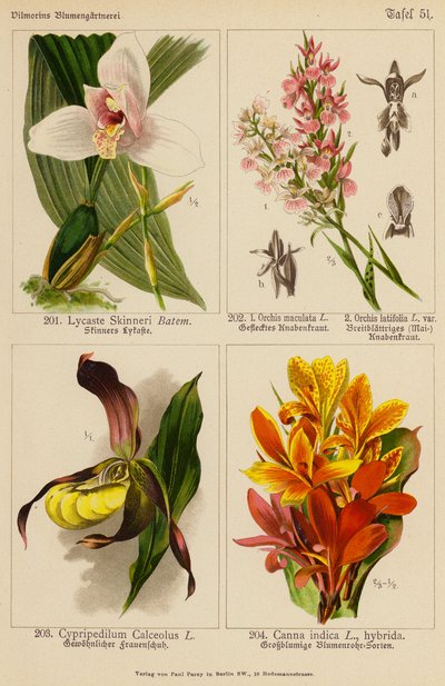 Lycaste Skinneri, Orchis Maculata, Orchis Latifolia, Cypripedilum Calceolus, Canna Indica (färglitografi) av (after) German School