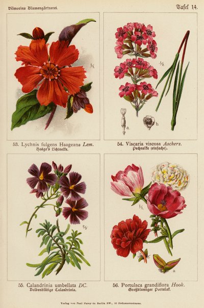 Lychnis Fulgens Haageana, Viscaria Viscosa, Calandrinia Umbellata, Portulaca Grandiflora (färglitografi) av (after) German School