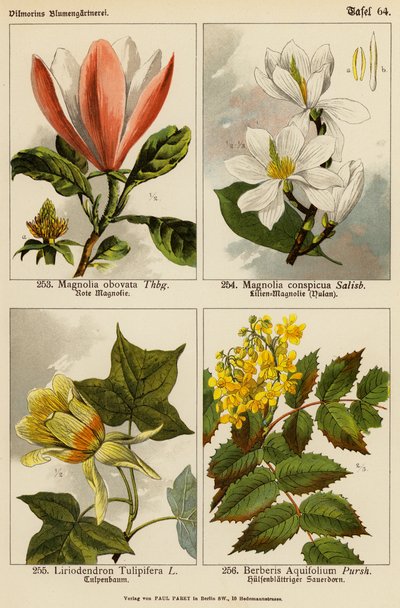 Magnolia Obovata, Magnolia Conspicua, Liriodendron Tulipifera, Berberis Aquifolium (färglitografi) av (after) German School