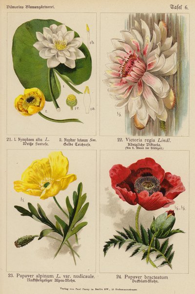 Nymphaea Alba, Nuphar Luteum, Victoria Regia, Papaver Alpinum, Papaver Bracteatum (färglitografi) av (after) German School