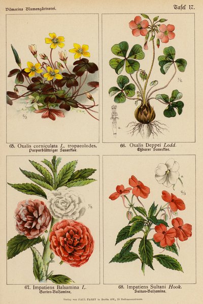 Oxalis Corniculata, Oxalis Deppei, Impatiens Balsamina, Impatiens Sultani (färglitografi) av (after) German School