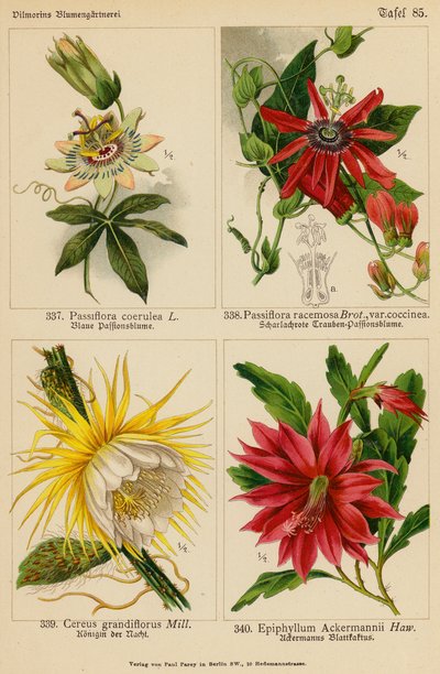 Passiflora Coerulea, Passiflora Racemosa, Cereus Grandiflorus, Epiphyllum Ackermannii (färglitografi) av (after) German School