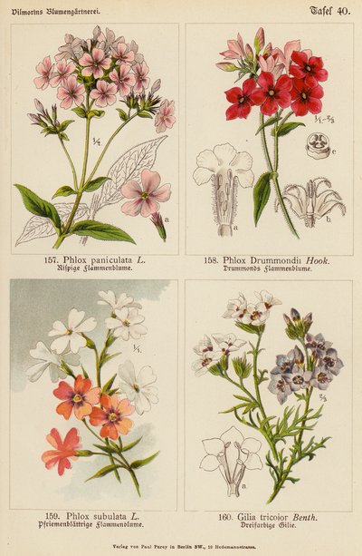 Phlox Paniculata, Phlox Drummondii, Phlox Subulata, Gilia Tricolor (färglitografi) av (after) German School