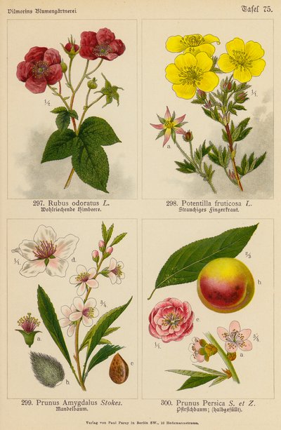 Rubus Odoratus, Potentilla Fruticosa, Prunus Amygdalus, Prunus Persica (färglitografi) av (after) German School