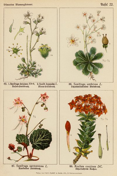 Saxifraga Decipiens, Saxifraga Hypnodes, Saxifraga Umbrosa, Saxifraga Sarmentosa, Rochea Coccinea (färglitografi) av (after) German School