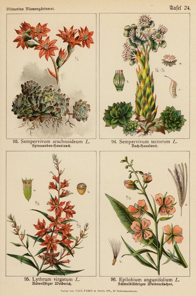 Sempervivum Arachnoideum, Sempervivum Tectorum, Lythrum Virgatum, Epilobium Angustifolium (färglitografi) av (after) German School