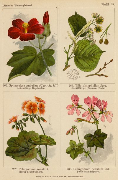 Sphaeralcea Umbellata, Tilia Platyphyllos, Pelargonium Zonale, Pelargonium Peltatum (färglitografi) av (after) German School