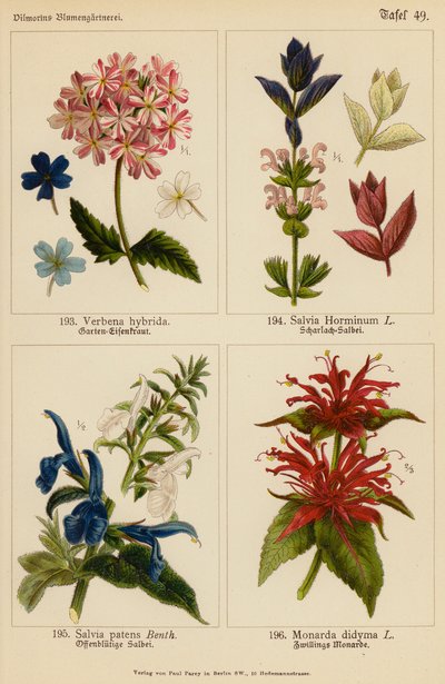Verbena Hybrida, Salvia Horminum, Salvia Patens, Monarda Didyma (färglitografi) av (after) German School