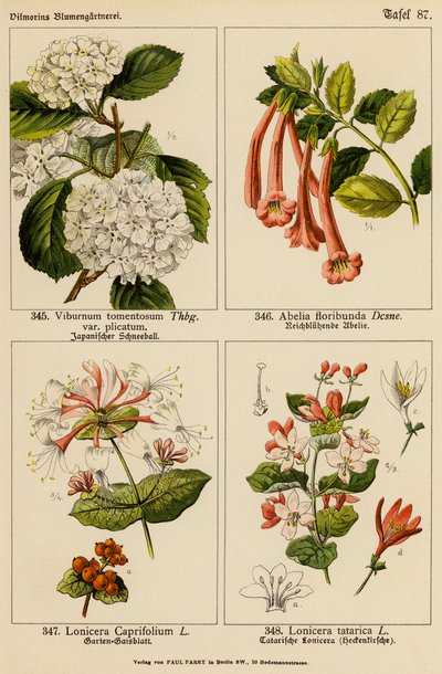 Viburnum Tomentosum, Abelia Floribunda, Lonicera Caprifolium, Lonicera Tatarica (färglitografi) av (after) German School