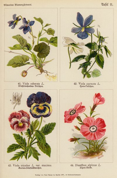 Viola odorata, Viola cornuta, Viola tricolor, Dianthus alpinus (färglitografi) av (after) German School