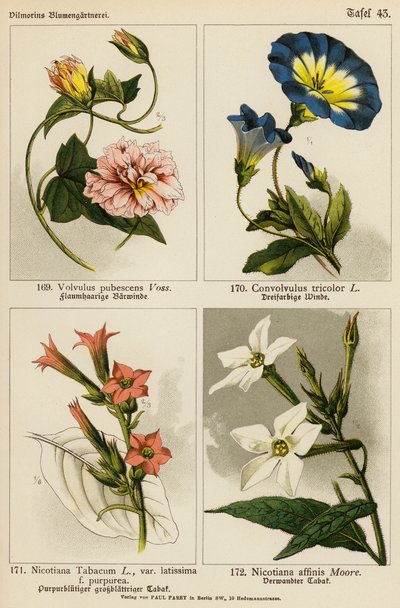 Volvulus Pubescens, Convolvulus Tricolor, Nicotiana Tabacum, Nicotiana Affinis (färglitografi) av (after) German School