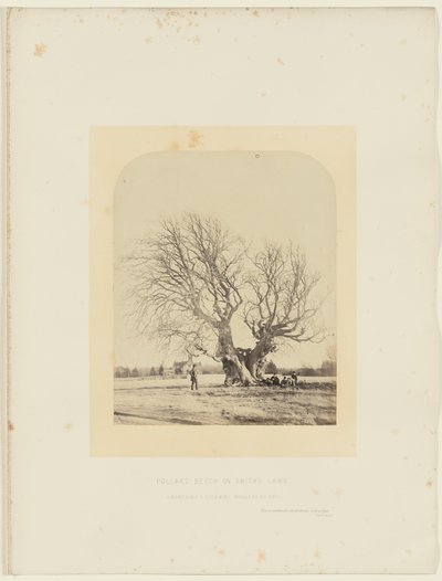 Pollardbok på Smiths gräsmatta av 14th Earl of Caithness James Sinclair