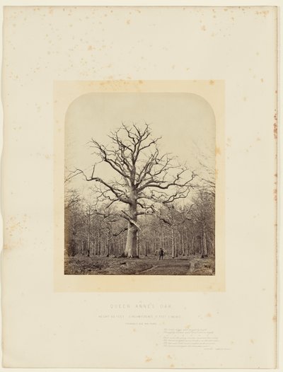 Drottning Annes ek av 14th Earl of Caithness James Sinclair