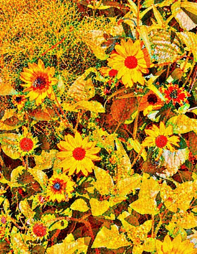 Solrosor för Van Gogh. av Margareta Uliarte