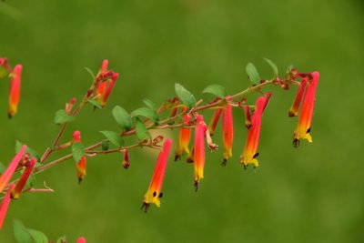Rosor fotograferade mot en mjuk, naturlig och konstnärlig bakgrund. av Albert Mansour