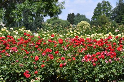 Blomsterkonst i oljemålningsstil av Albert Mansour