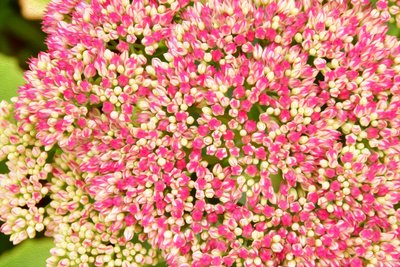 Blommotiv i oljemålningsstil av Albert Mansour