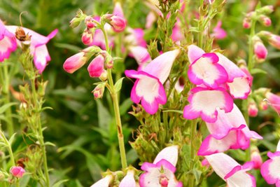 Blomsterkonst i oljemålningsstil av Albert Mansour