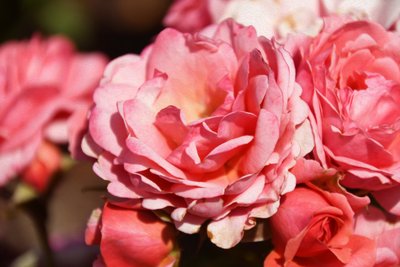 Blomsterkonst i oljemålningsstil av Albert Mansour