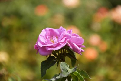 Blomsterkonst i oljemålningsstil av Albert Mansour