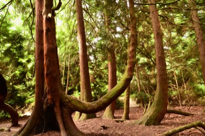 Oljemålning i natur- och skogsstil av Albert Mansour