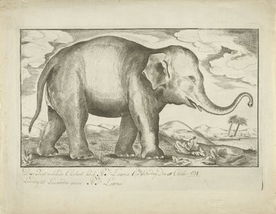 Elefant av A.J. Looxma