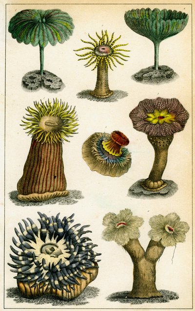 Havsanemoner, c1800-talet. av A Fullarton and Co