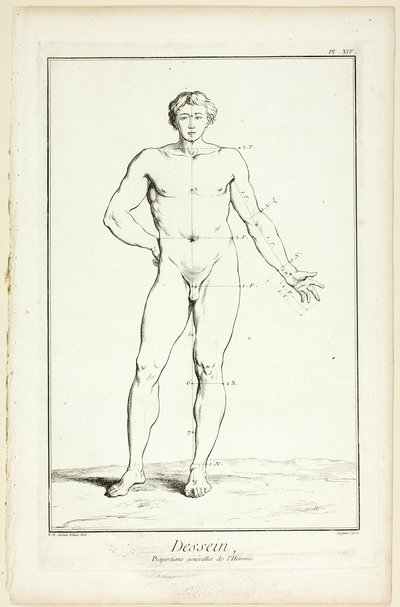 Design: Allmänna proportioner hos mannen, från Encyclopédie av A. J. Defehrt