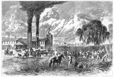 Sockerplantage, New Orleans, 1870. av A. R. Ward