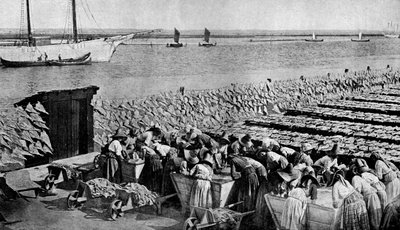 Mängder torsk som torkar i solen vid Aveiro vid mynningen av Vouga, Portugal, c1930-talet av A. W. Cutler