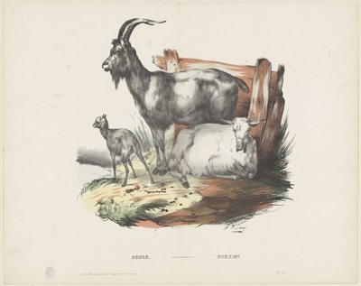 Boucs / Bokken (titel på objekt) av A. van Loco