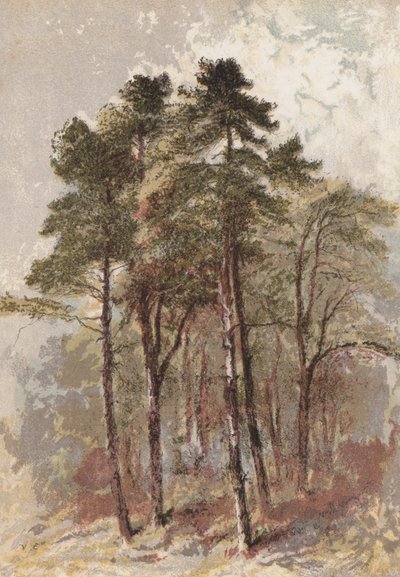Grupp av granar (chromolitho) av Aaron Edwin Penley