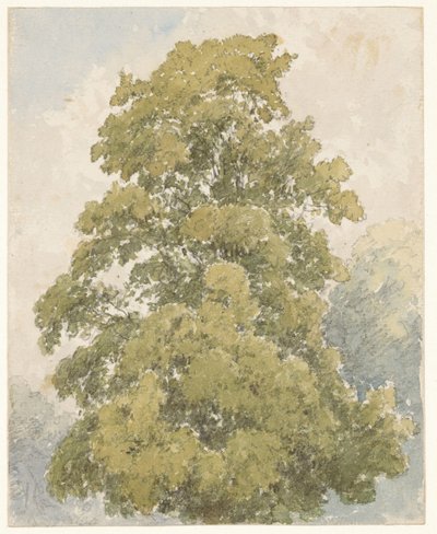 Studie av en alm av Aaron Edwin Penley