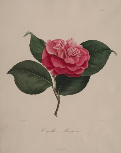 Ikonografi av släktet camellia: nr 171, 1839-1843. av Abbé Laurent Berlèse