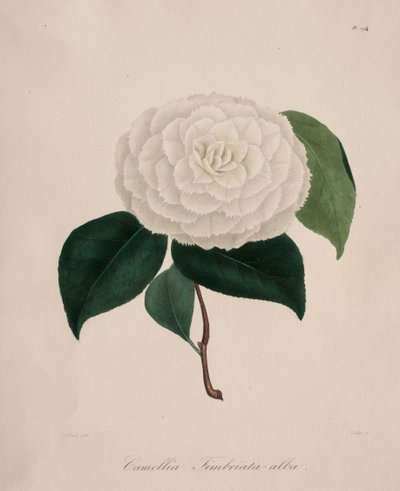 Ikonografi av släktet camellia: nr 194 av Abbé Laurent Berlèse