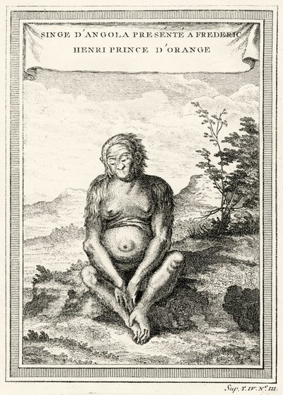 Illustration av den orang-utang som presenterades för Fredrik Henrik, prins av Oranien, 1750. av Abbé Prévost