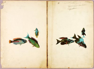 FISKAR, studiemapp för boken Concealing Coloration in the Animal Kingdom av Abbott Handerson Thayer