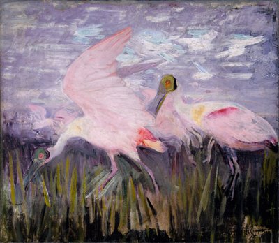 Roseate Spoonbills, studie för boken Concealing Coloration in the Animal Kingdom av Abbott Handerson Thayer