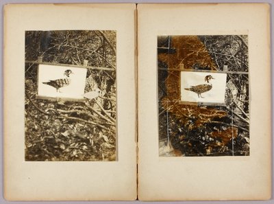 Stencil Ducks, studiemapp till boken Concealing Coloration in the Animal Kingdom av Abbott Handerson Thayer