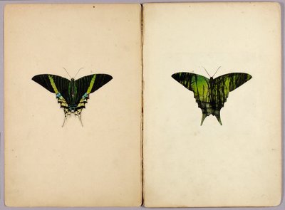 Uraniamott, studiemapp till boken "Skyddande färgteckning i djurriket" av Abbott Handerson Thayer