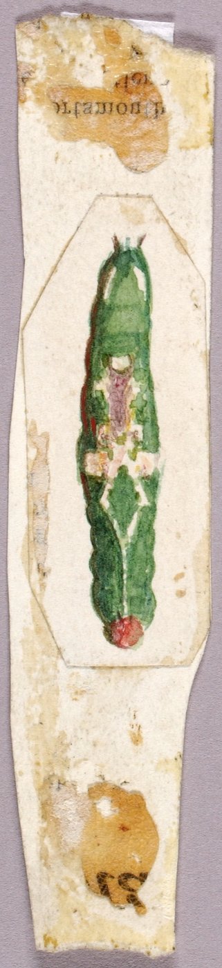 White Birch Leaf Edge Caterpillar, studie för boken Concealing Coloration in the Animal Kingdom av Abbott Handerson Thayer