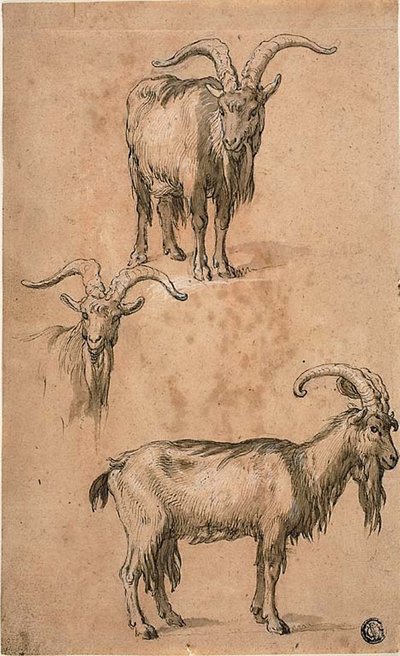 Tre skisser av en get (recto) Draperi av stående kvinnlig figur (verso) av Abraham Bloemaert