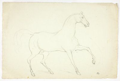 Hingst av Abraham Cooper