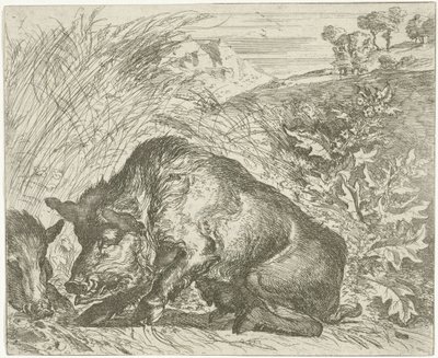 Vildsvin Olika djur (serietitel) av Abraham Danielsz. Hondius